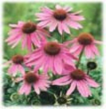 Echinacea Purpurea P.E.